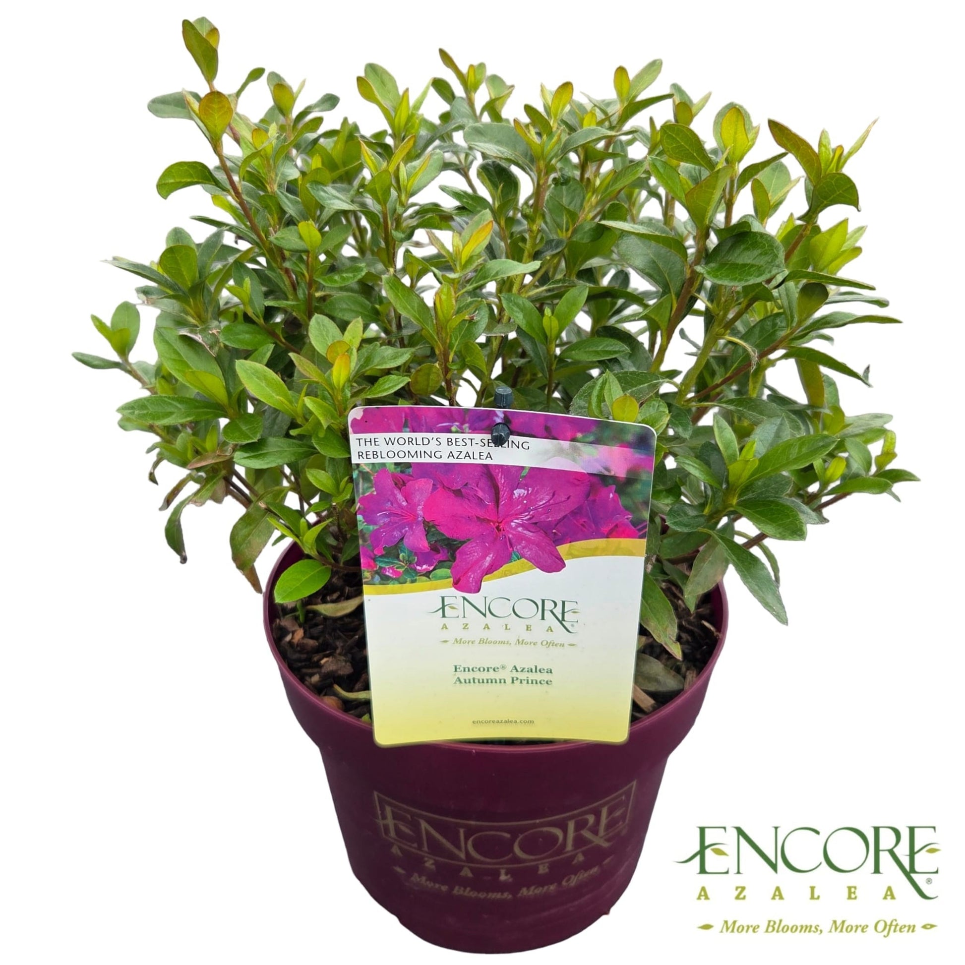 Peijl Tuinplanten, Van der Rhododendron Encore Autumn Majesty Pack of 1