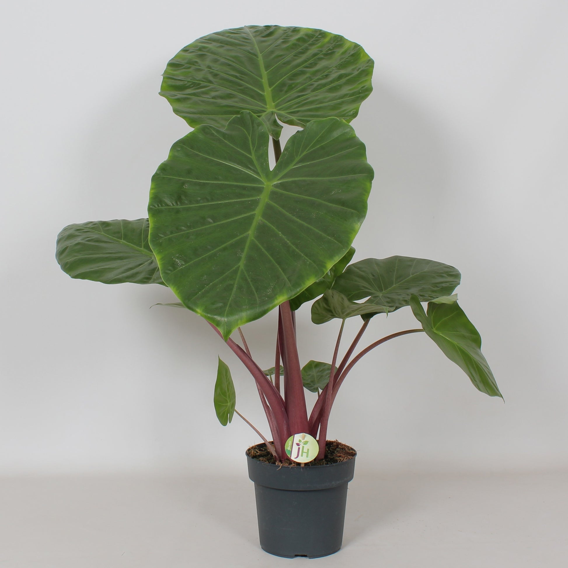 Alocasia amazonica 95cm 21cm Pot