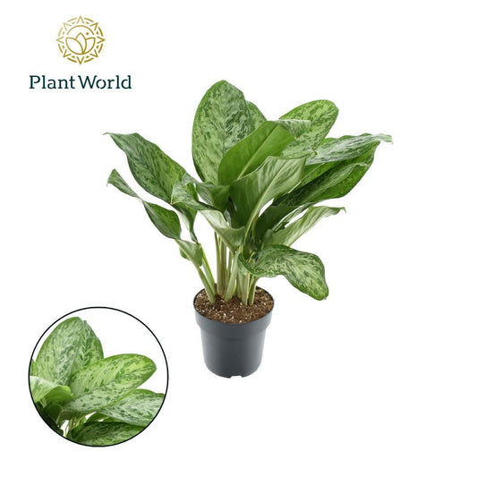 Aglaonema Greenlight 65cm 21cm Pot