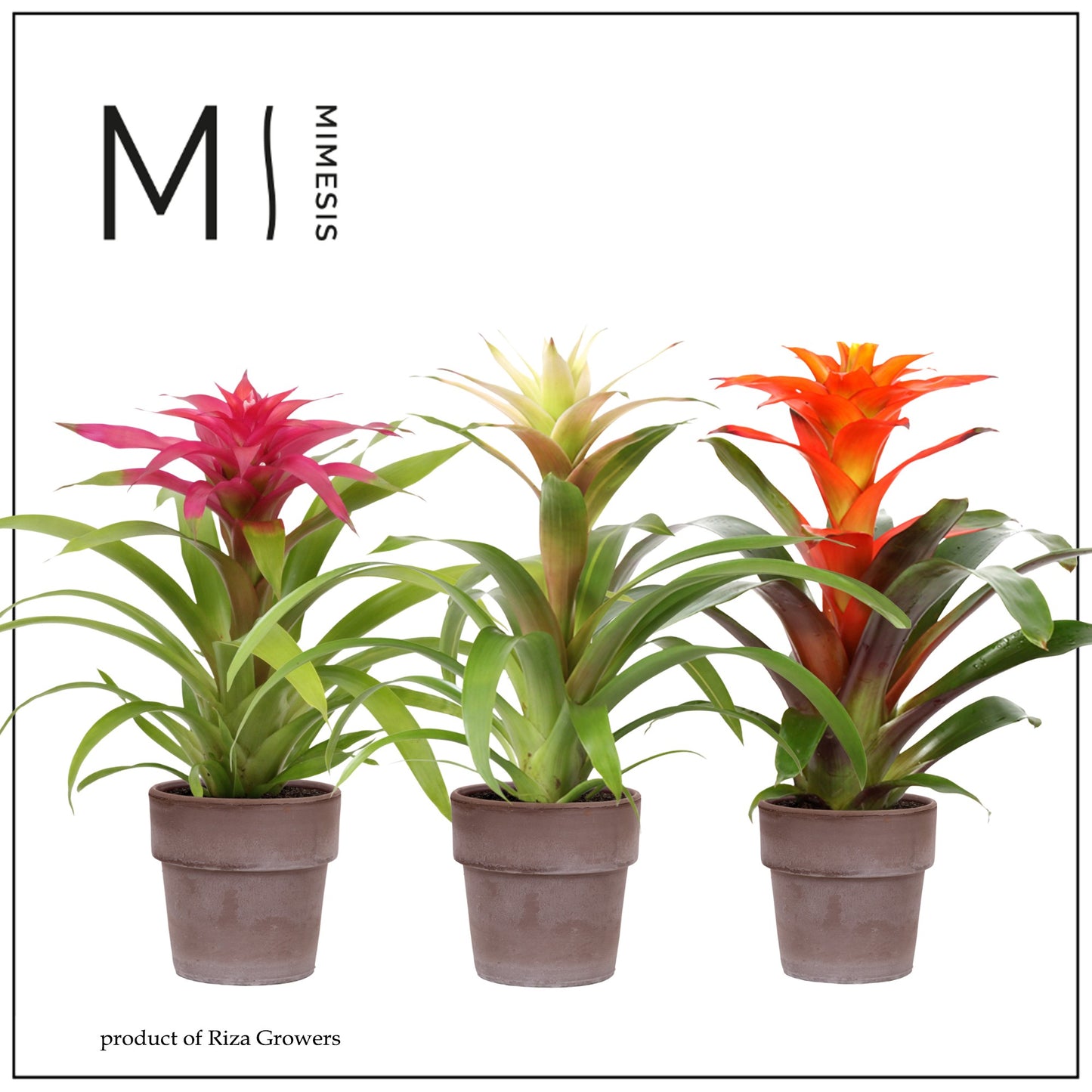 Guzmania mix (+ drp.Toscana) 45cm 12cm Pot
