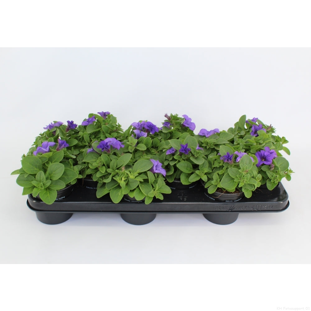 Petunia Surfinia Heavenly Blue 15cm 510cm Pot