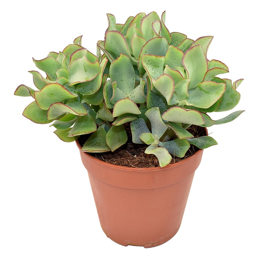 Amigo Plant VOF Crassula undilatifolia Pack of 10