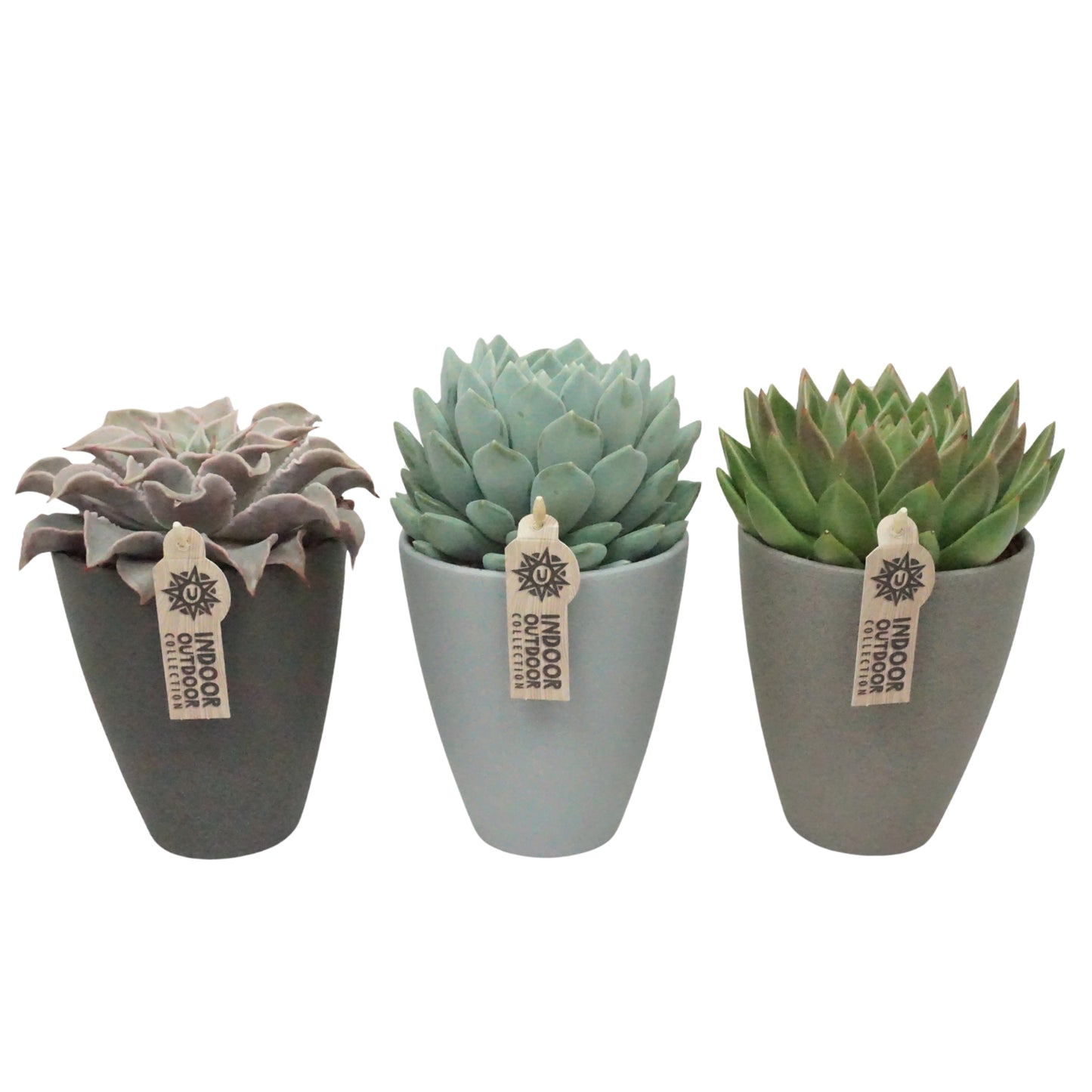 Succulent mix 21cm 13cm Pot