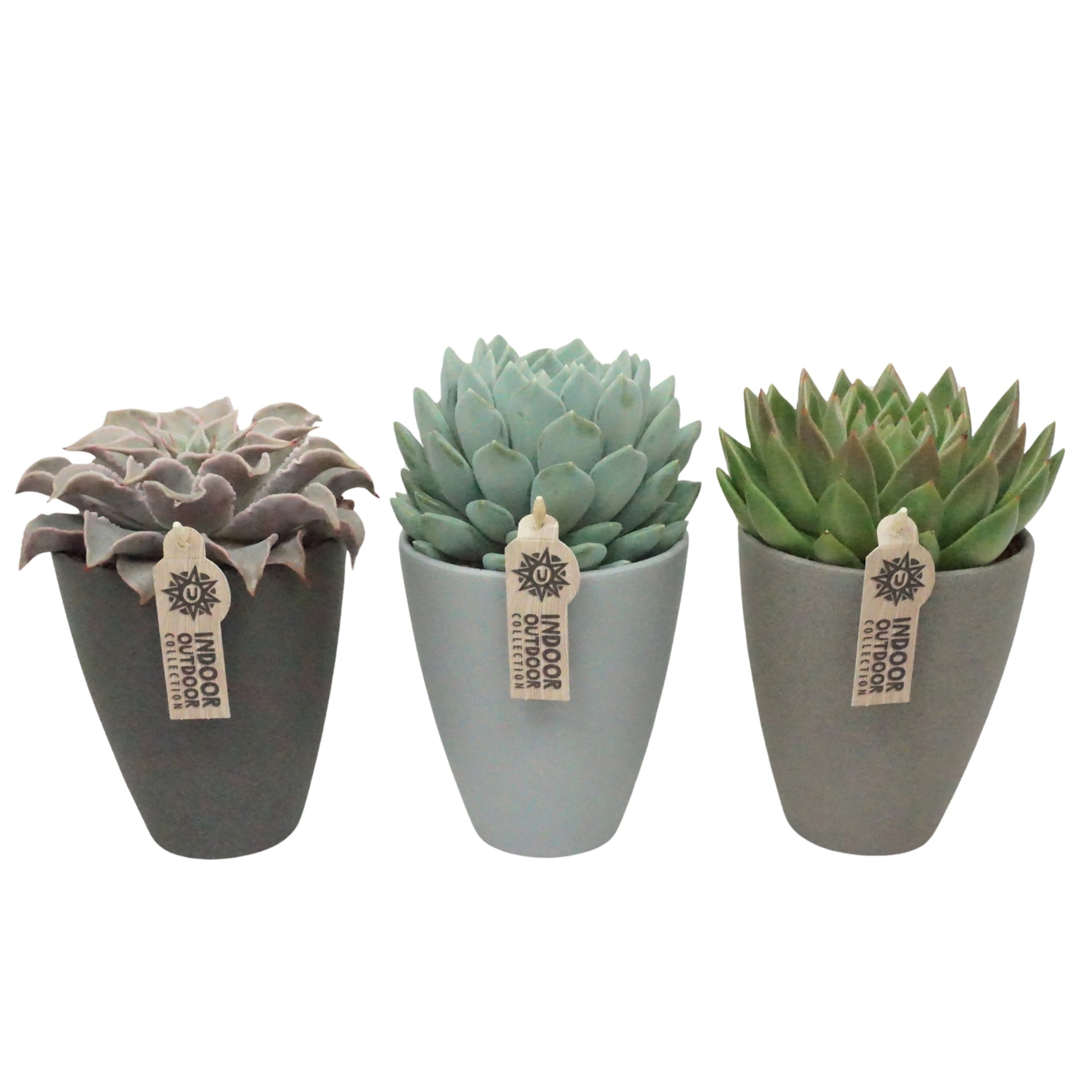 Succulent mix 21cm 13cm Pot