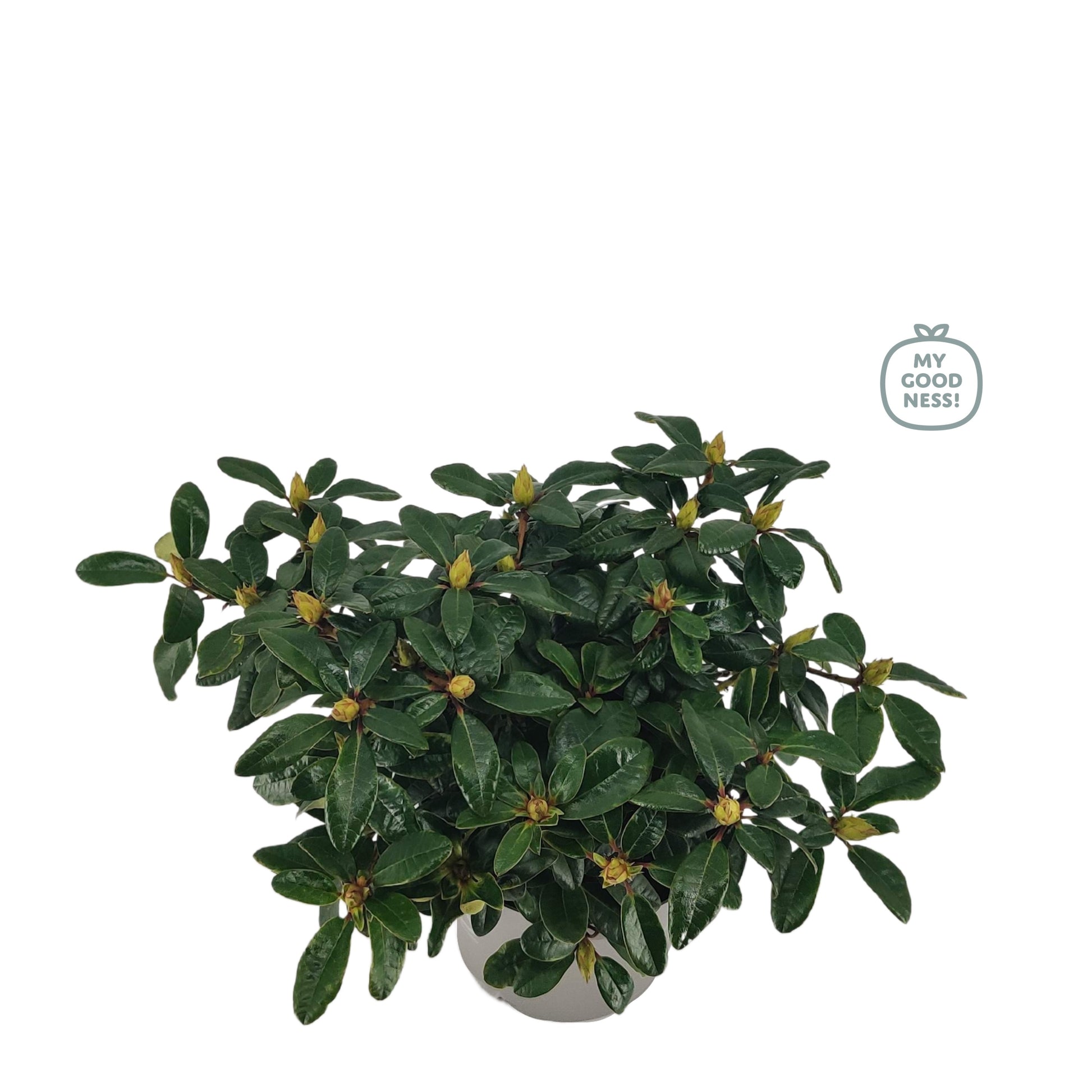 Leybaert BVBA Rhododendron Bengal Pack of 1