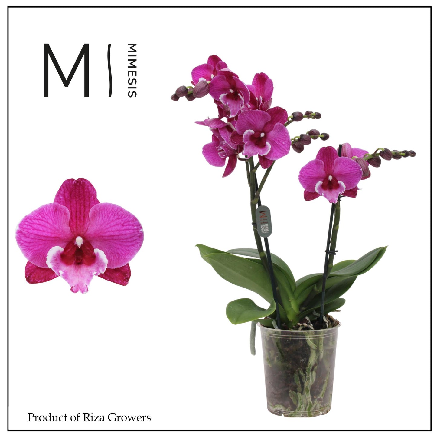 Phal. Tying Shin Black Bear 50cm 12cm Pot
