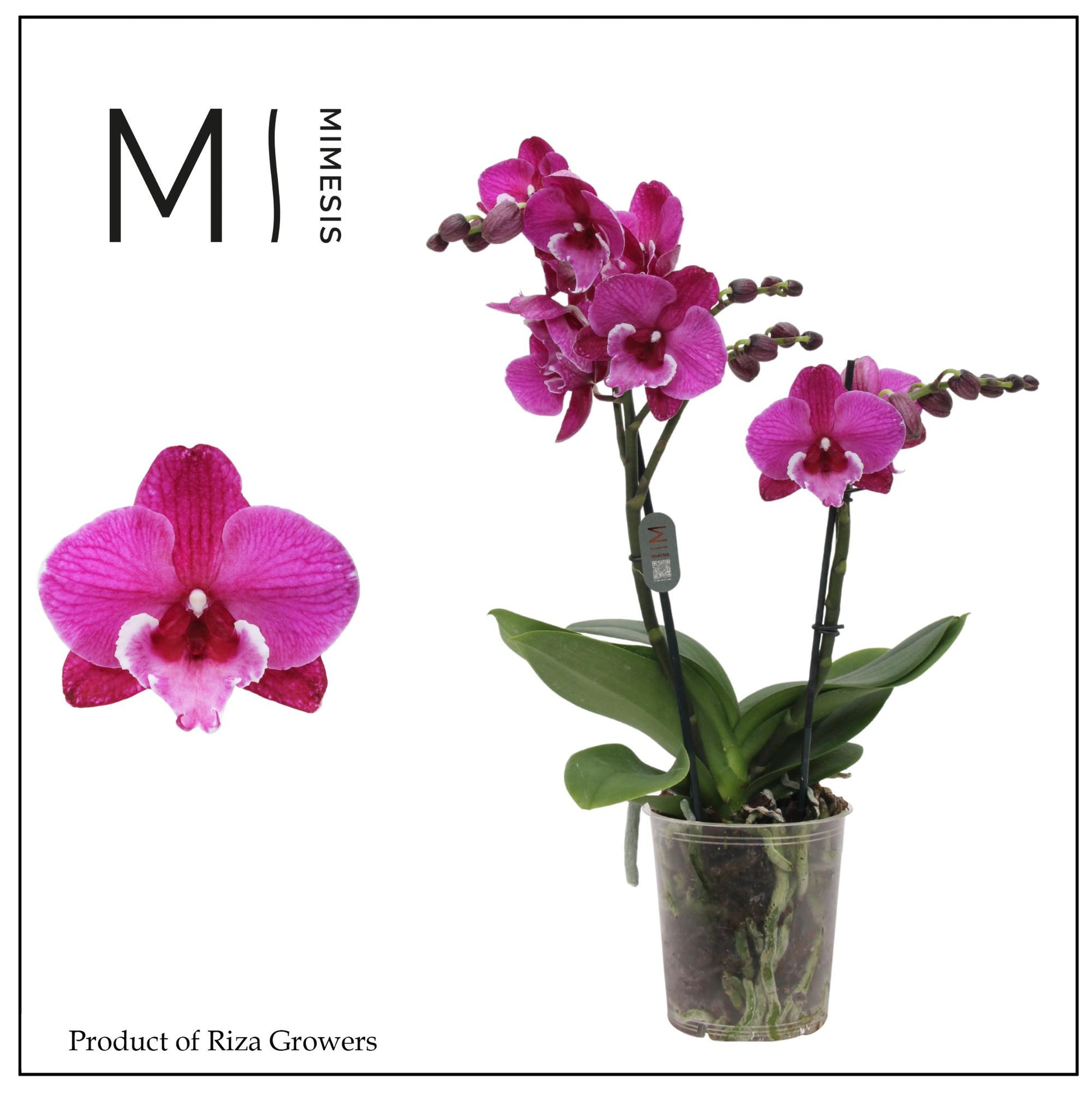 Phal. Tying Shin Black Bear 50cm 12cm Pot