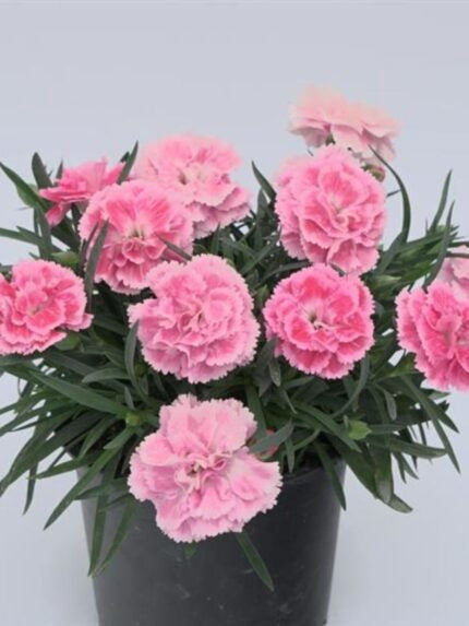 Dianthus DiaDeur Sissy 25cm 13cm Pot