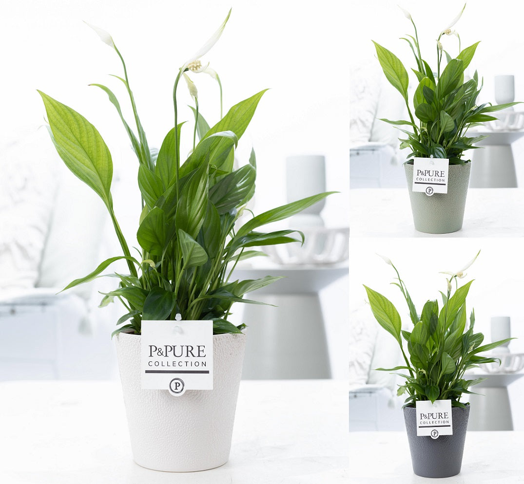 Spathiphyllum hybrid 35cm 12cm Pot