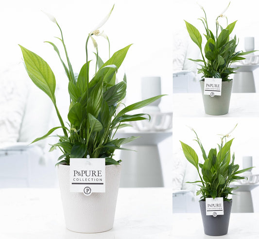 Spathiphyllum hybrid 35cm 12cm Pot