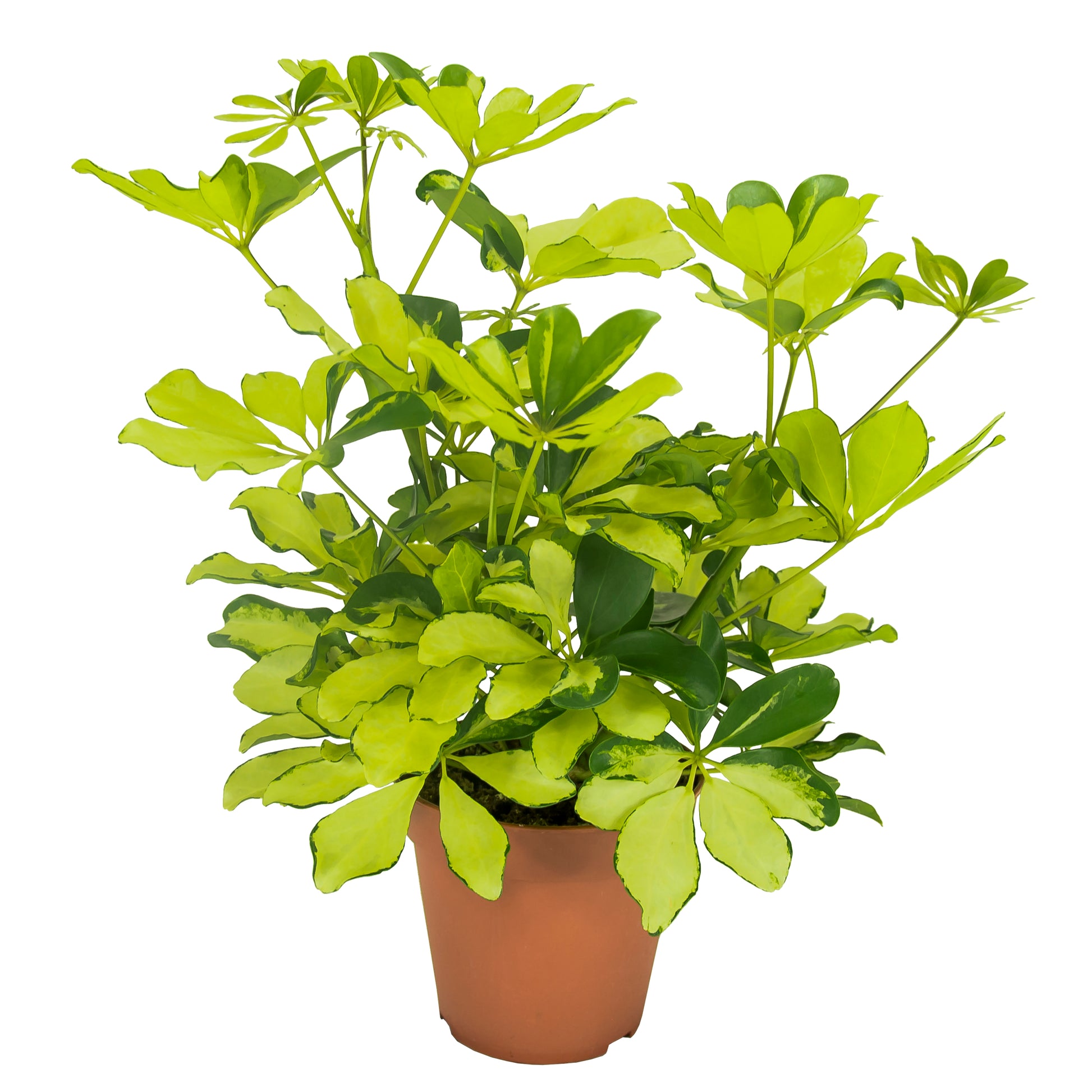 Schefflera Melanie 35cm 13cm Pot
