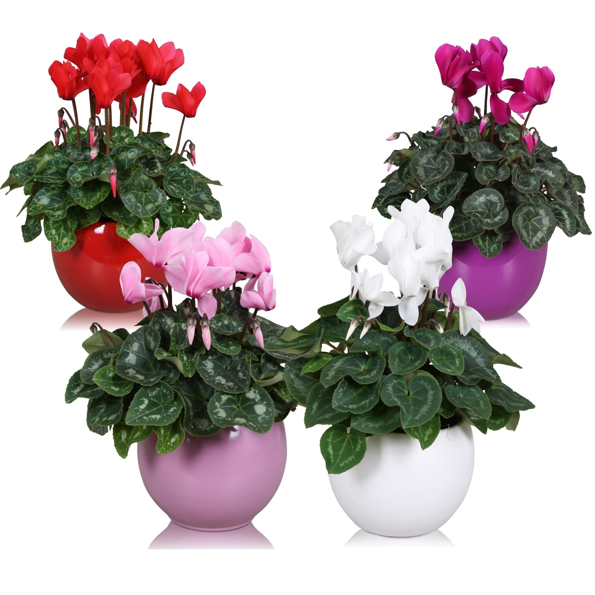Cyclamen Allure mix (+ drp.ceramic) 27cm 12cm Pot