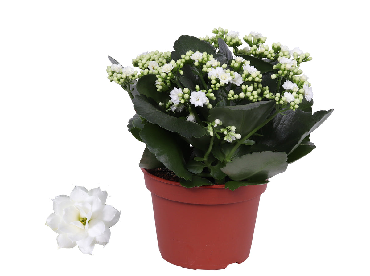 Kalanchoe Rosalina Don Dione 27cm 15cm Pot
