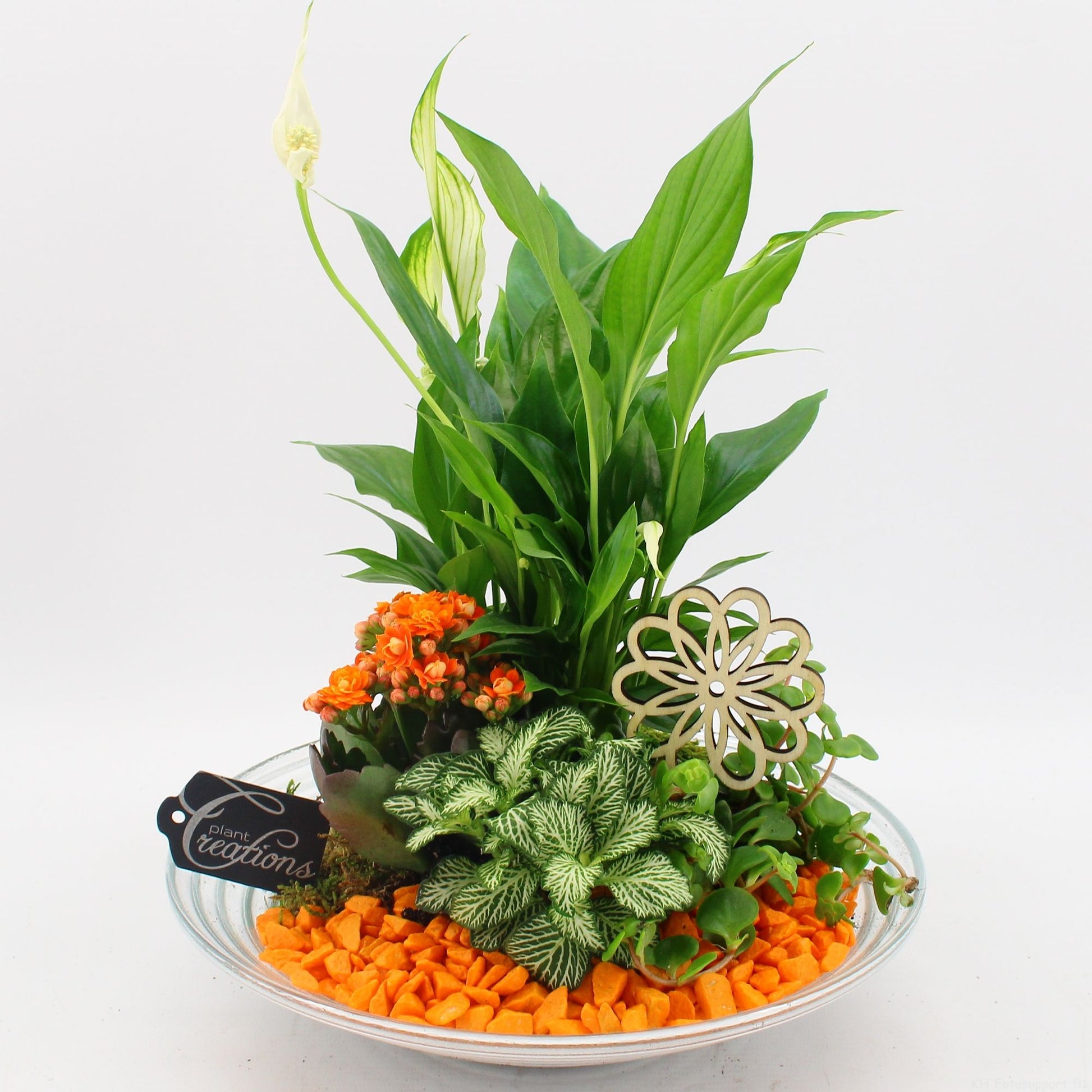 FDCR-2600OR Basic fundamentals 35cm 30cm Pot