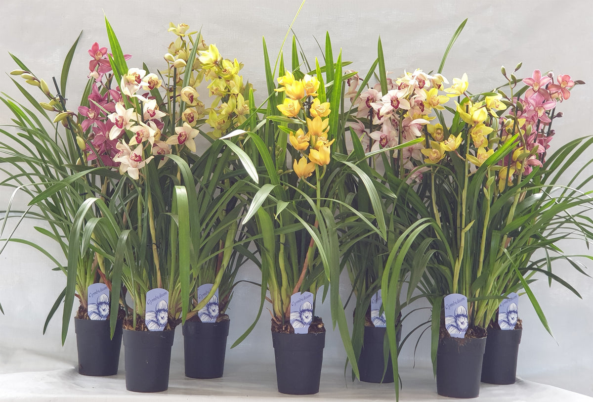 Cymbidium mix 80cm 14cm Pot