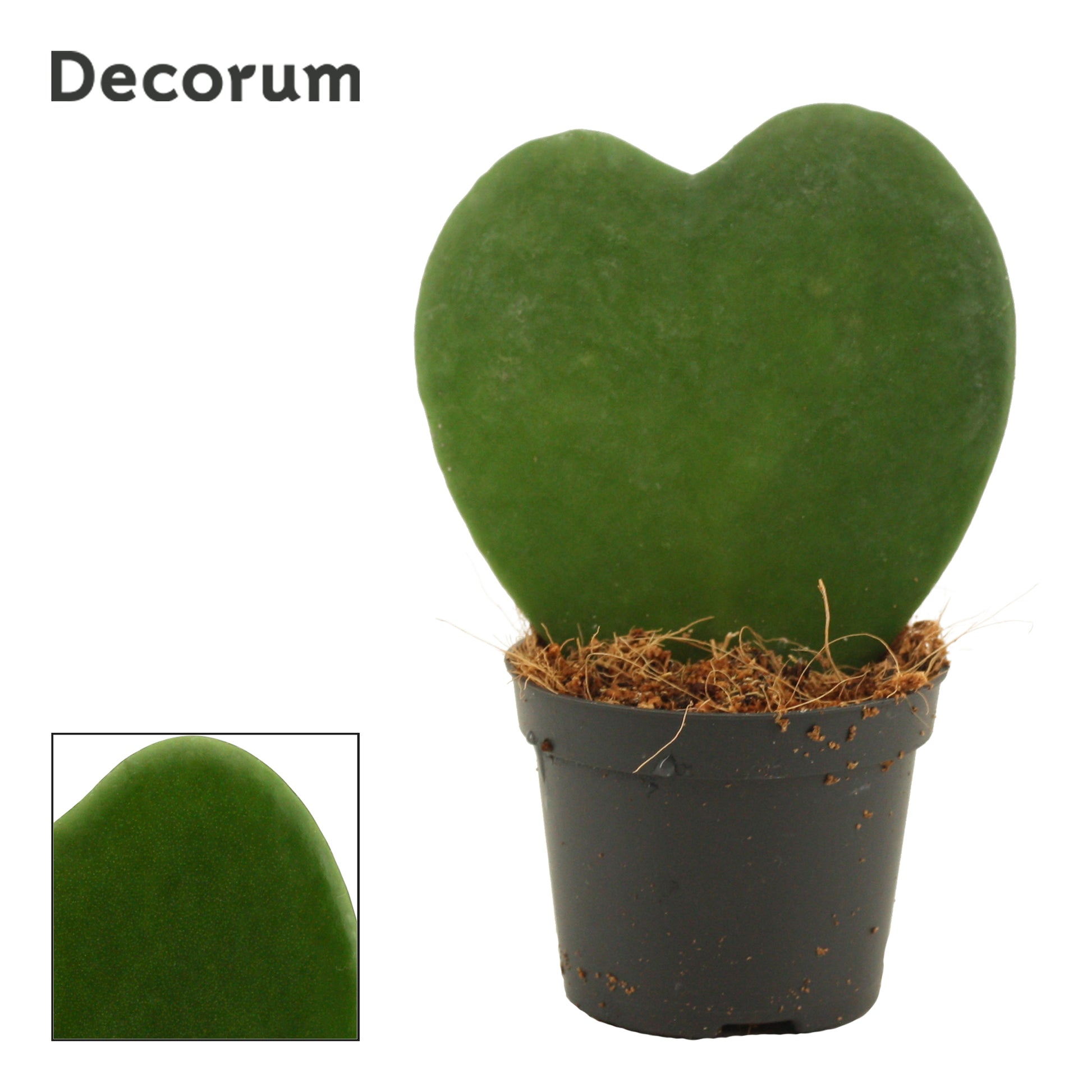 Duijn-Hove BV, kwekerij Hoya kerrii Pack of 20