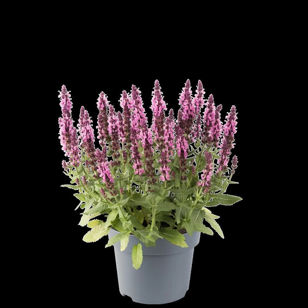 Salvia nem. Sensation Deep Rose 25cm 12cm Pot