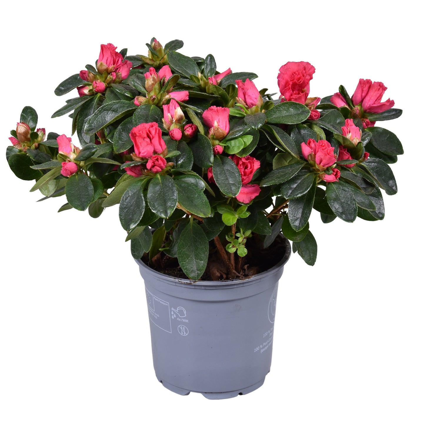 Rhododendron simsii Nordlicht 28cm 12cm Pot