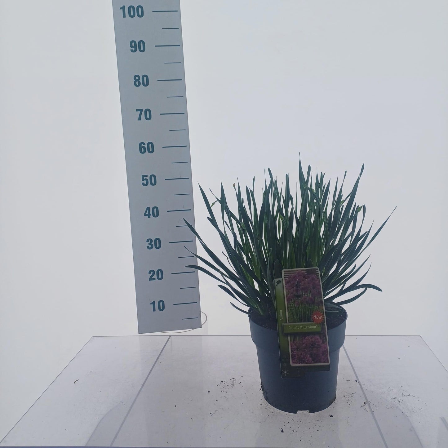 Allium Cobalt Millenium 45cm 23cm Pot