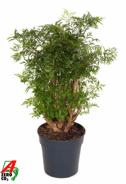 Polyscias Ming 80cm 21cm Pot