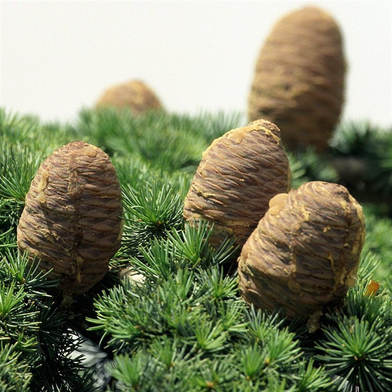 Cedrus libani 90cm 23cm Pot