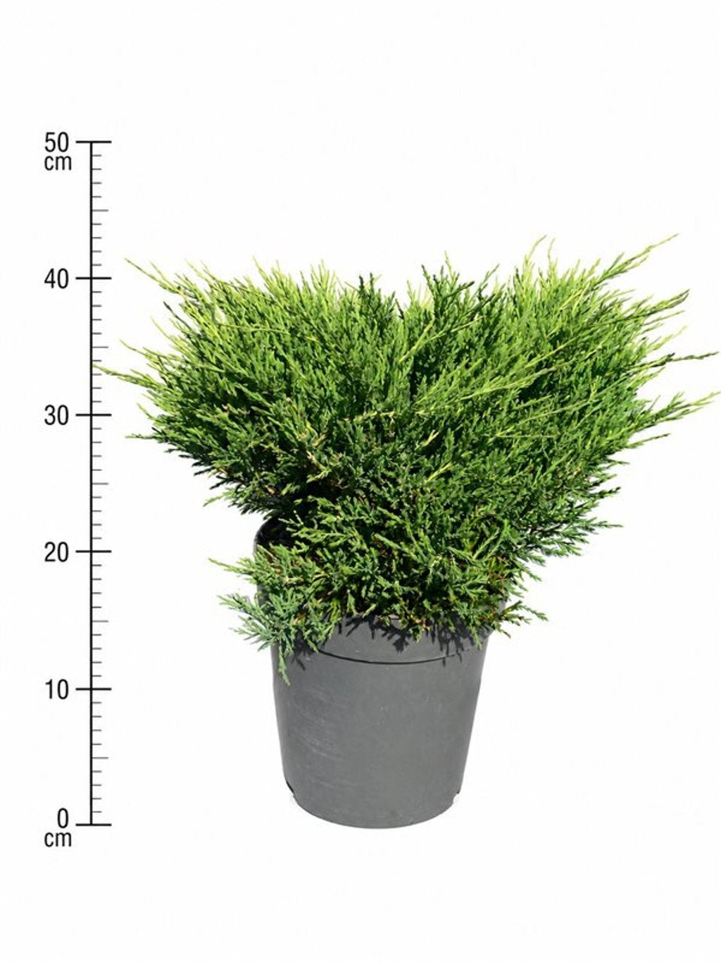 Bloemenkampen BV, Hkw. de Juniperus Andorra Compact Pack of 1