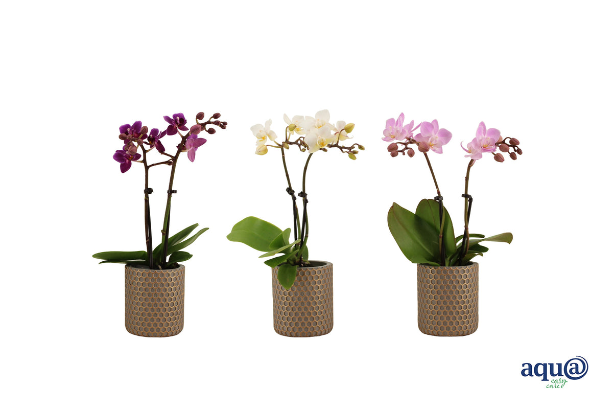 Phalaenopsis hybrid 17cm 6cm Pot