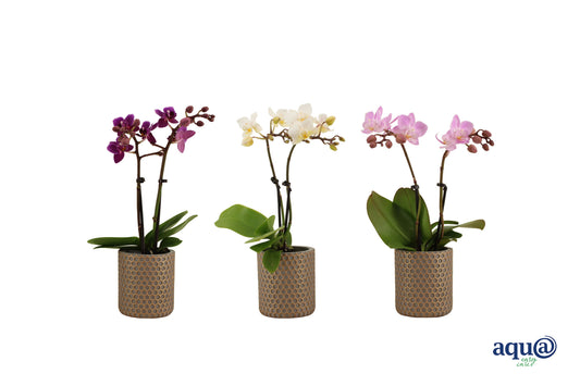 Phalaenopsis hybrid 17cm 6cm Pot