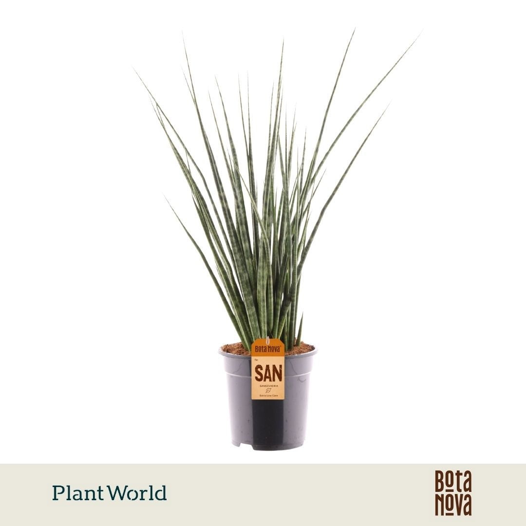 Sansevieria 70cm 19cm Pot