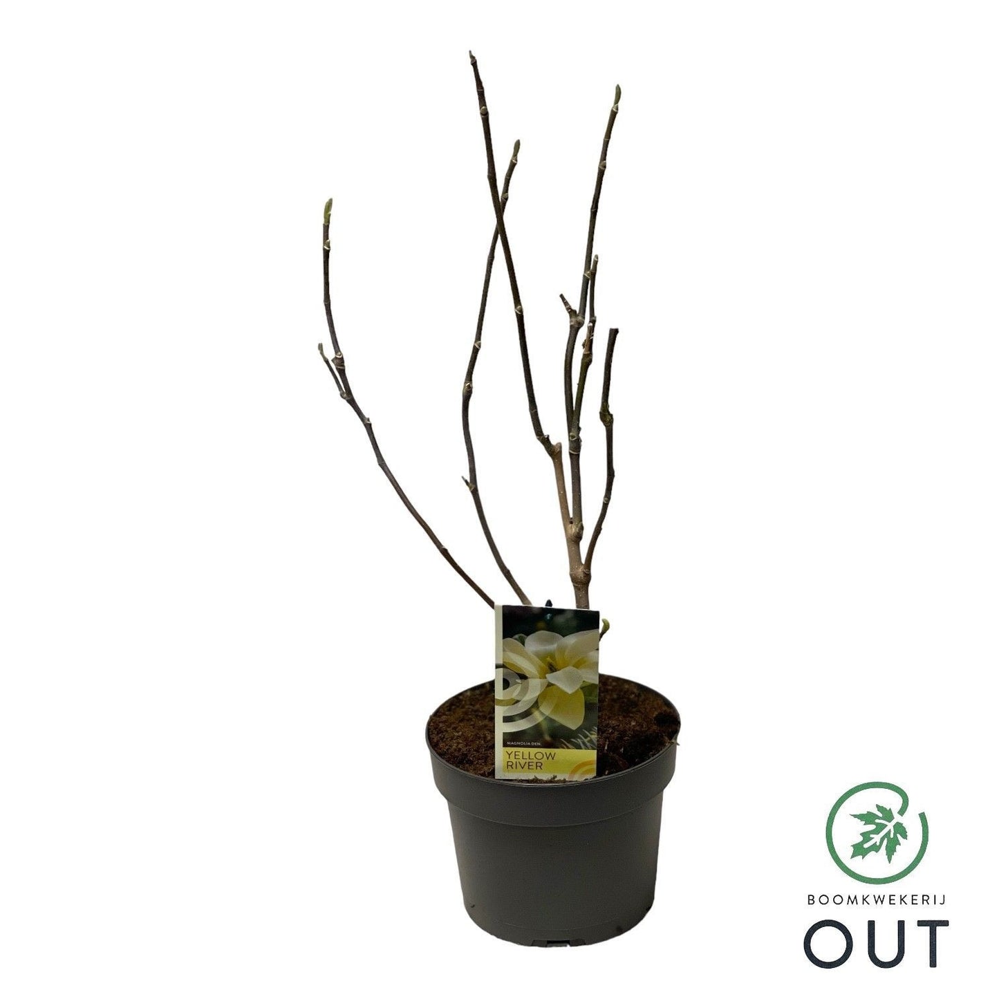 Magnolia denudata Yellow River 60cm 19cm Pot