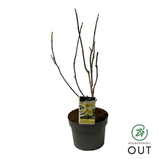 Magnolia denudata Yellow River 60cm 19cm Pot