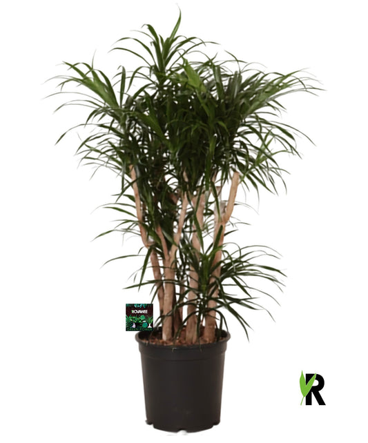 Dracaena ref. Anita 110cm 27cm Pot