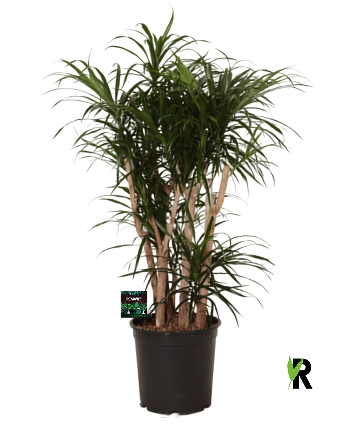 Dracaena ref. Anita 110cm 27cm Pot