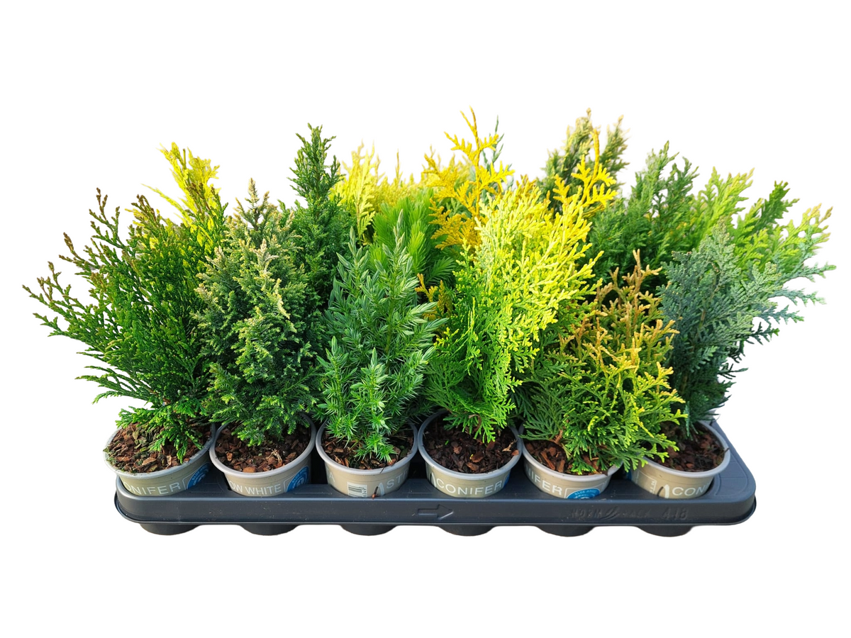 Conifer mix 20cm 9cm Pot