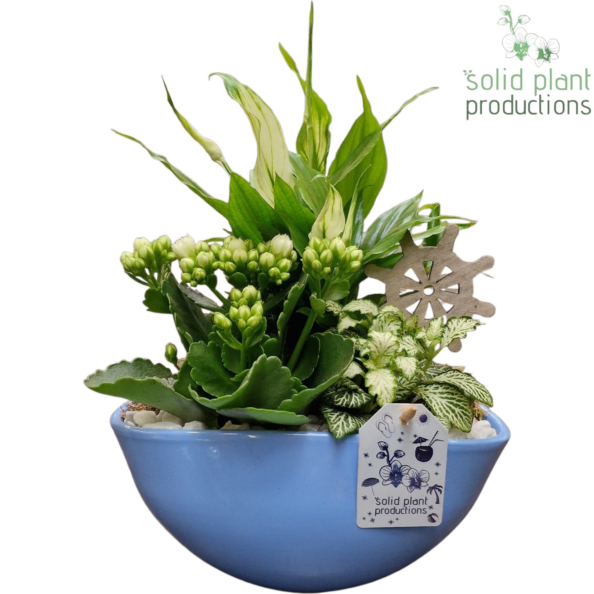 SP005 Evelyn Blue 40cm 25cm Pot
