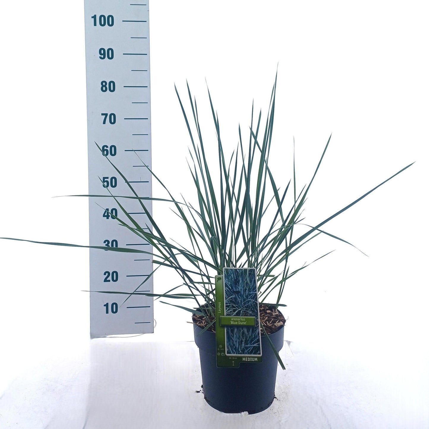 Leymus arenarius 70cm 23cm Pot