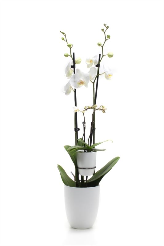 Phalaenopsis white 60cm 12cm Pot