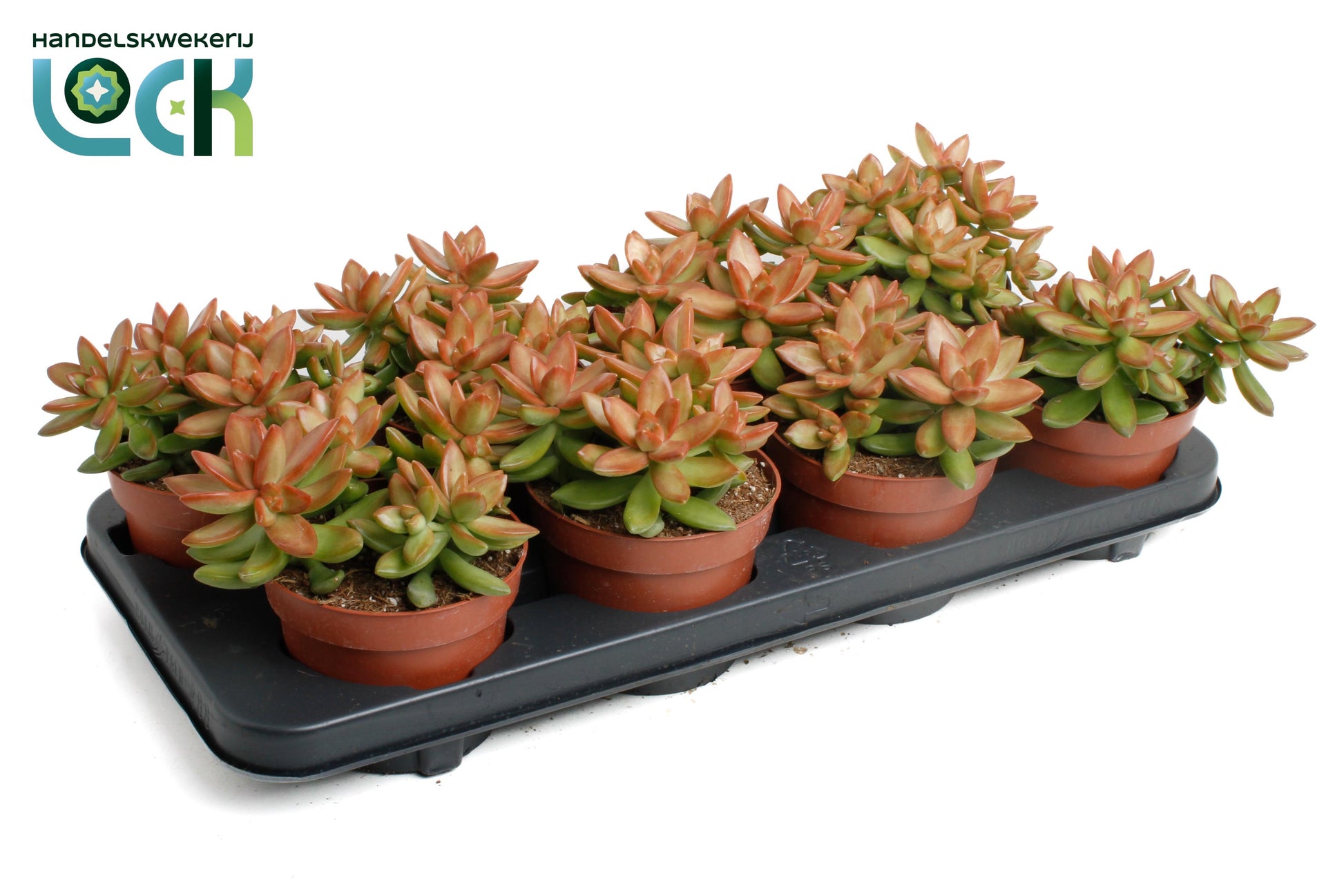 Lock, Handelskwekerij Sedum album mix Pack of 6