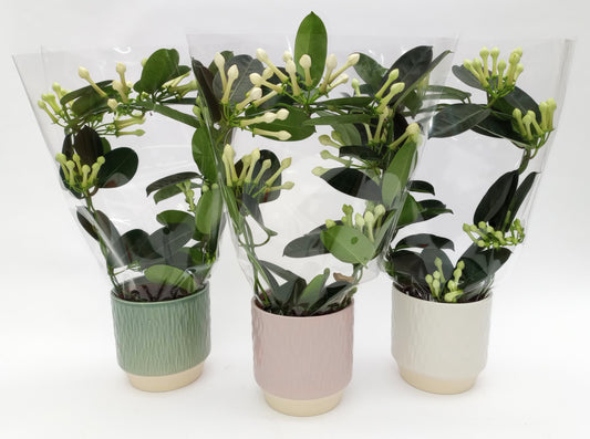 Stephanotis floribunda 47cm 12cm Pot