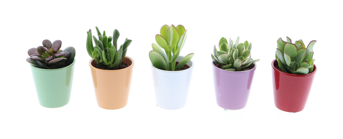 Crassula mix 8cm 5.5cm Pot