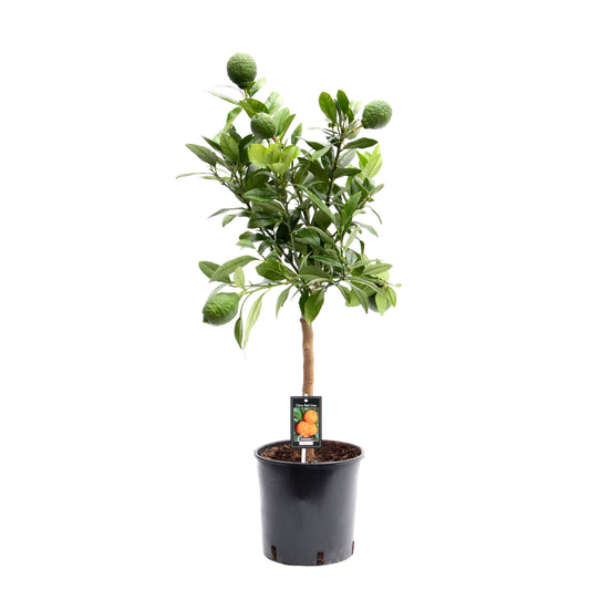 Citrus Red Lemon standard 85cm 22cm Pot