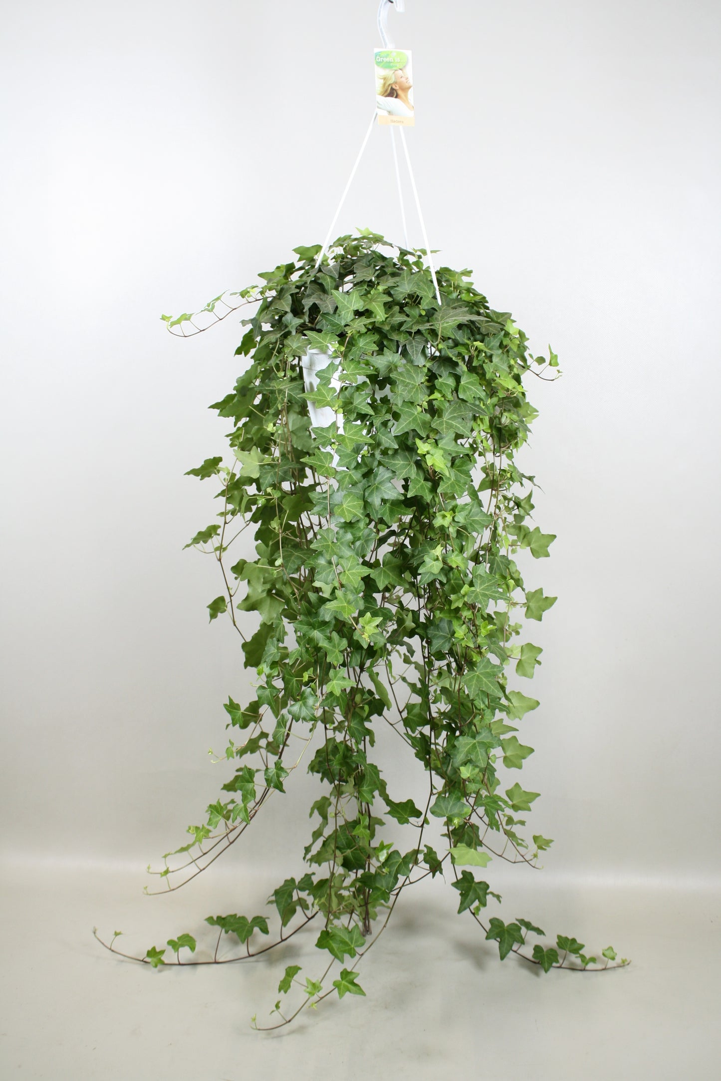 Vireo-Hedera plant BV Hedera helix Pittsburgh Pack of 1