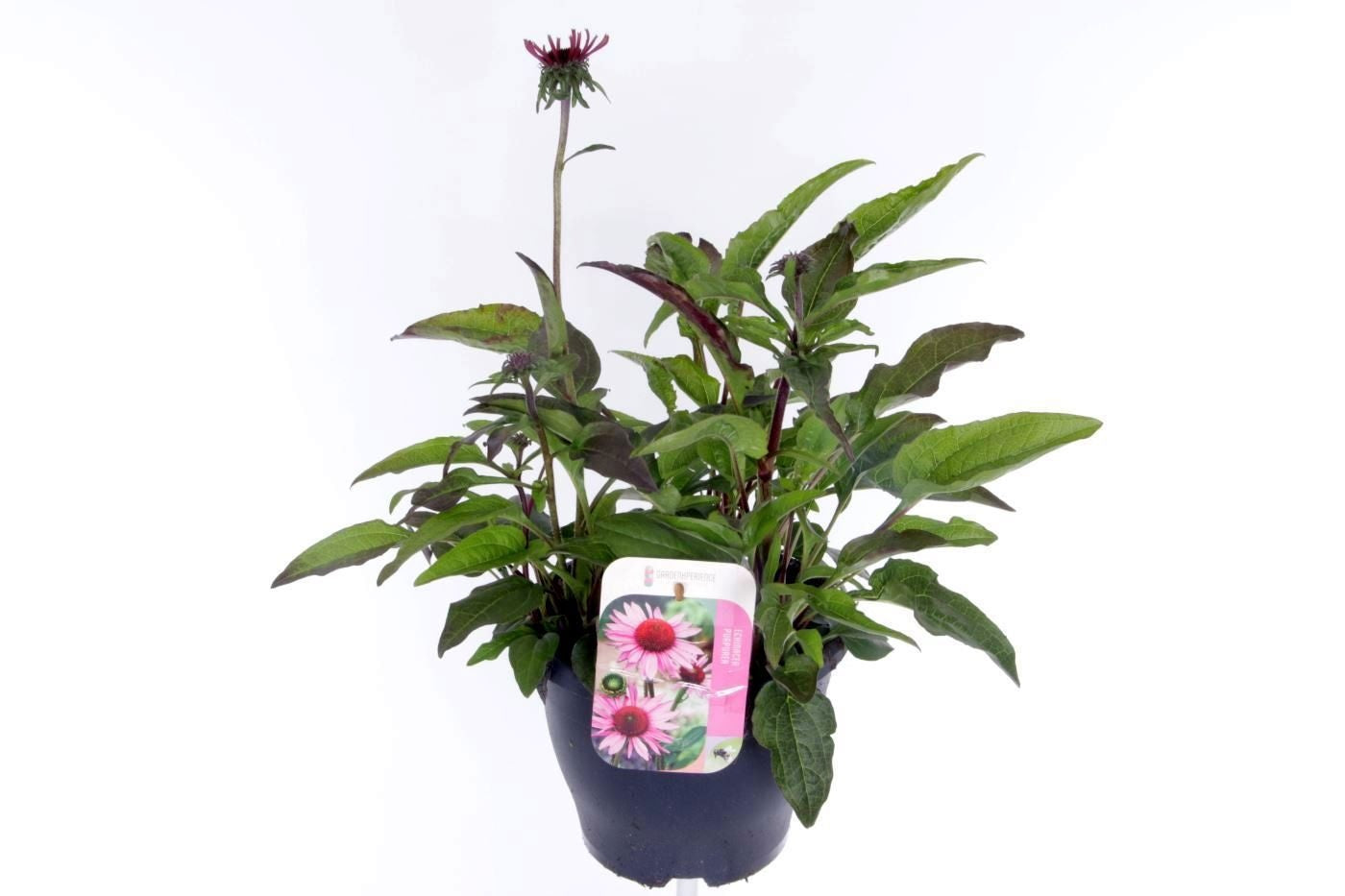 Echinacea purpurea 55cm 23cm Pot