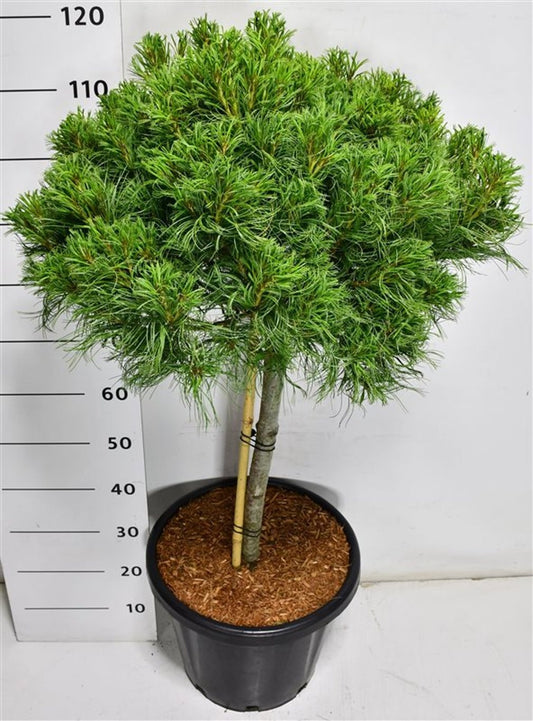 Pinus hybrid 120cm 38cm Pot