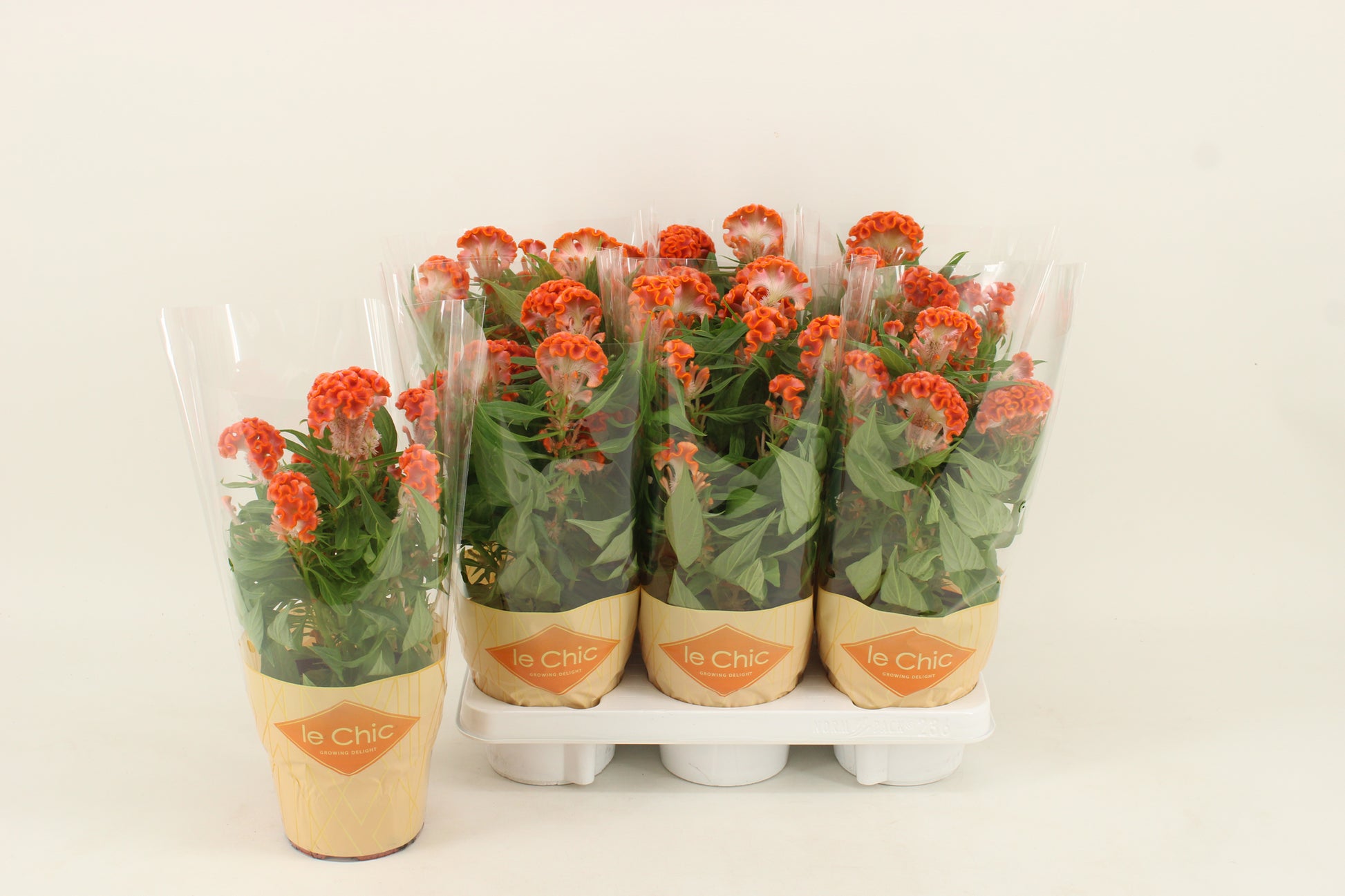Celosia Twisted Orange 40cm 14cm Pot