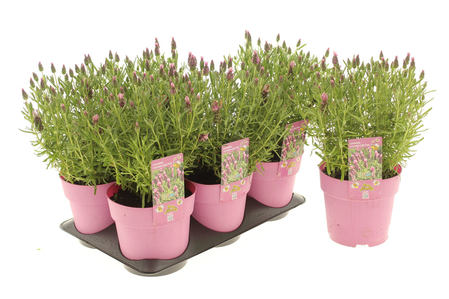 Lavandula st. Lovendula Pink 25cm 15cm Pot