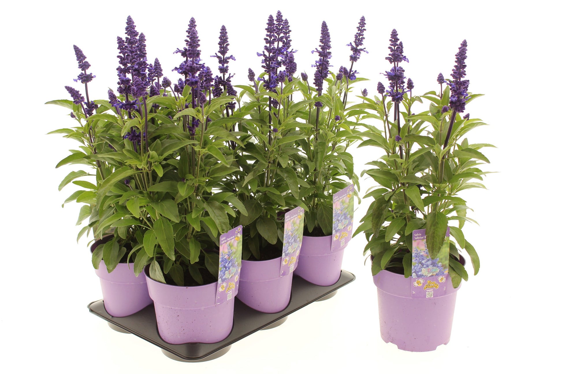 Salvia Sallyfun Deep Ocean 20cm 15cm Pot