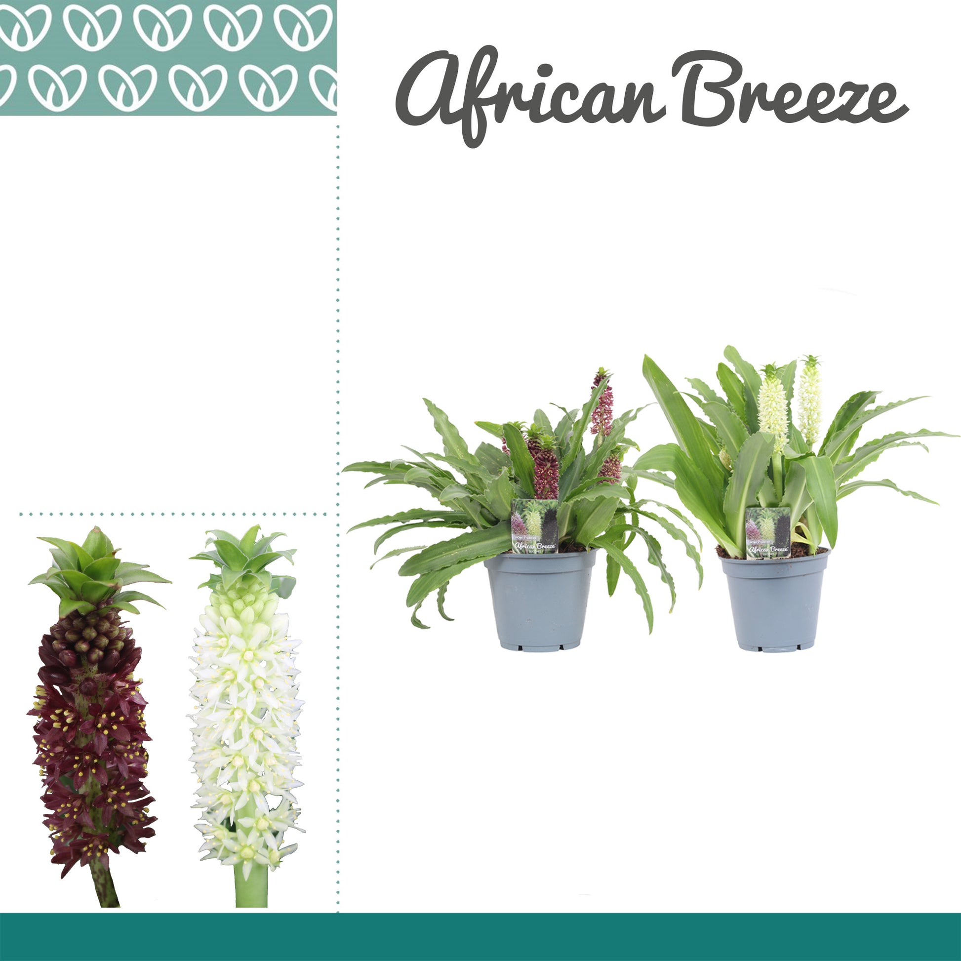 Eucomis mix 30cm 17cm Pot