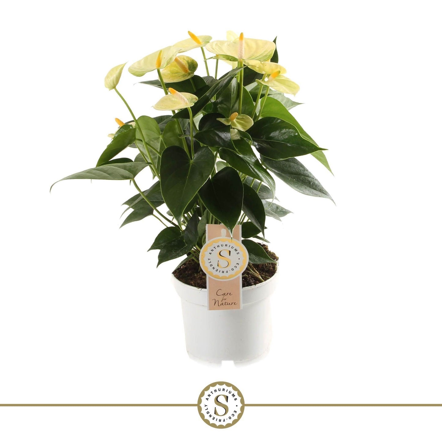 Stolk Brothers BV Anthurium Yellow Champion Pack of 10