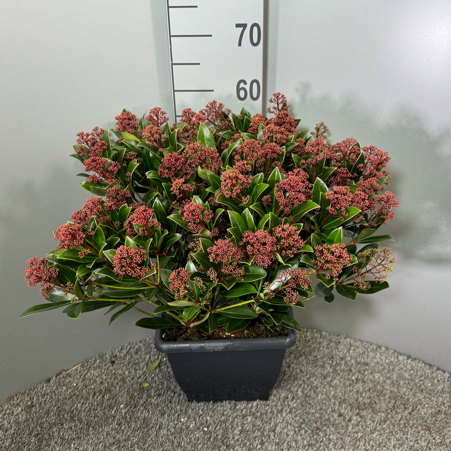 Skimmia japonica Rubella 60cm 26cm Pot